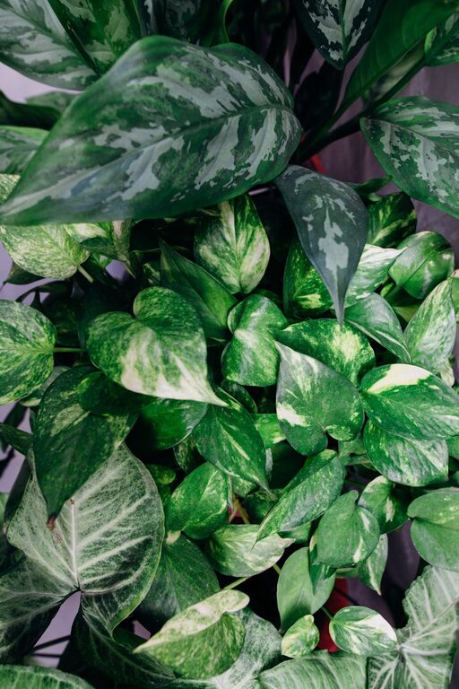 Consejos prácticos para mantener tus plantas de interior saludables y vibrantes